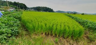 이흥옥님의 벼 · 자유게시판 작성글 사진