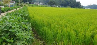 이흥옥님의 벼 · 자유게시판 작성글 사진