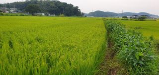 이흥옥님의 벼 · 자유게시판 작성글 사진