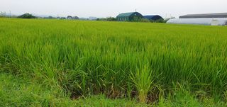 이흥옥님의 벼 · 자유게시판 작성글 사진