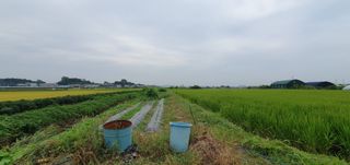 이흥옥님의 벼 · 자유게시판 작성글 사진