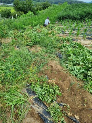 그린1505님의 콩 · 자유게시판 작성글 사진
