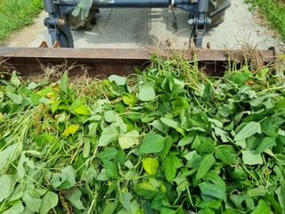 그린1505님의 콩 · 자유게시판 작성글 사진