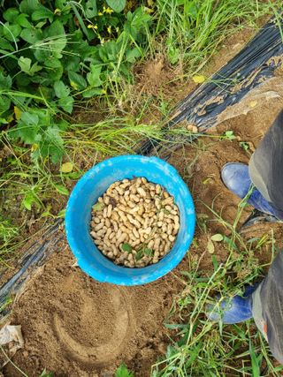 그린1505님의 콩 · 자유게시판 작성글 사진