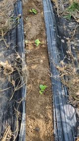 팜모닝 작목반,동호회 등 나의 모임은?·참여글 게시글 이미지