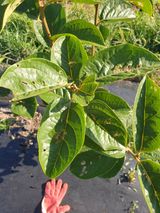 팜모닝 감·병해충상담 게시글 이미지