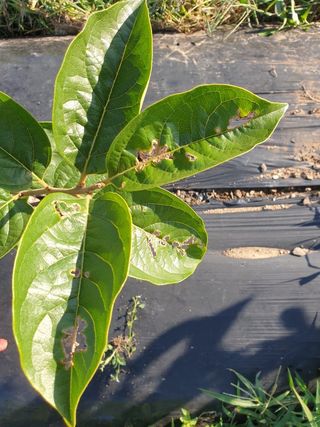 포항태추감님의 감 · 병해충상담 작성글 사진