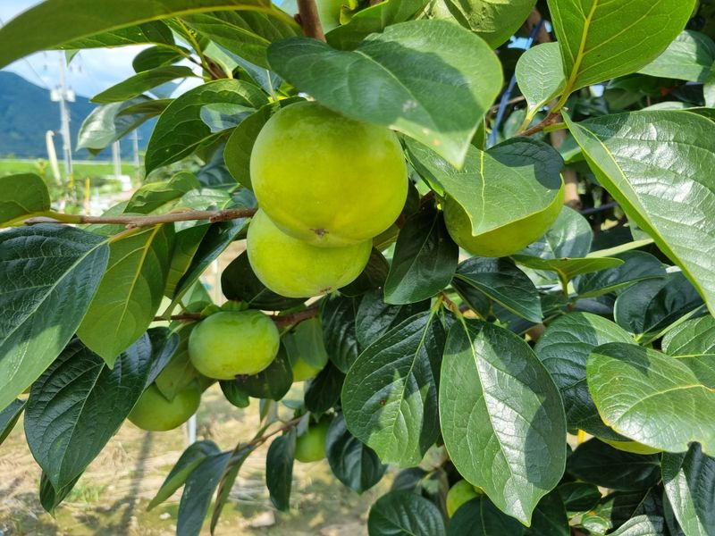 믿고사는농원-송미경님의 장터 판매 상품 [태추감 완판 했습니다] 첨부 사진