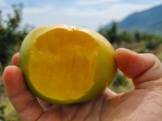 믿고사는농원-송미경님의 작성글 사진