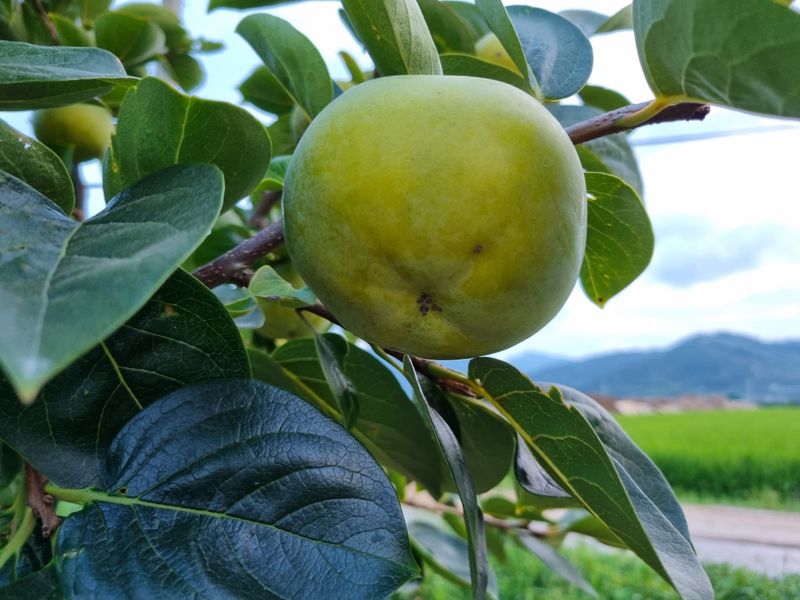 믿고사는농원-송미경님의 장터 판매 상품 [태추단감/가정용 못난이  3kg 5kg] 첨부 사진