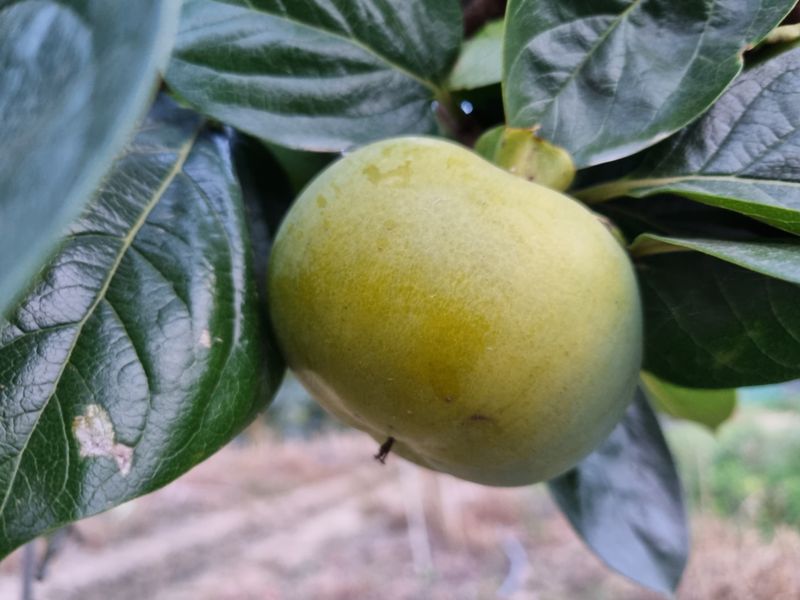 믿고사는농원-송미경님의 장터 판매 상품 [태추감 완판 했습니다] 첨부 사진