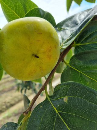 믿고사는농원-송미경님의 작성글 사진