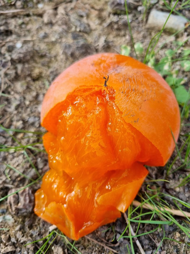 믿고사는농원-송미경님의 장터 판매 상품 [태추감 완판 했습니다] 첨부 사진