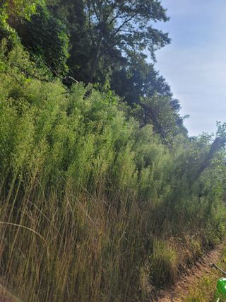 푸른눈늑대님의 사과 · 제초 작성글 사진