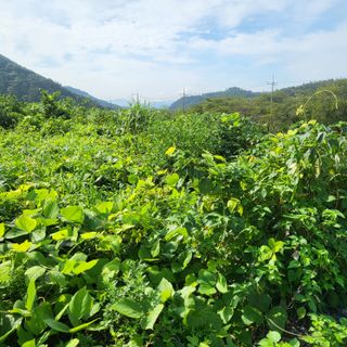 고추24376님의 감 · 자유게시판 작성글 사진