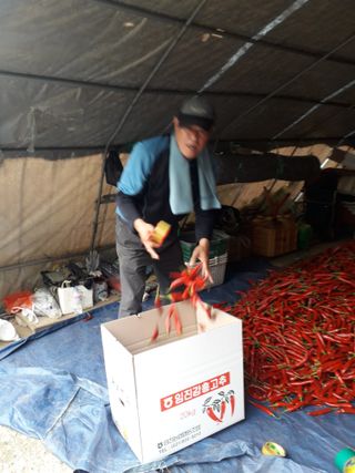 도토리아줌마님의 작목반,동호회 등 나의 모임은? · 참여글 작성글 사진