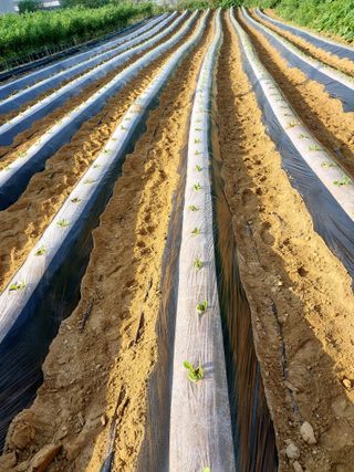 마늘9901님의 배추 · 파종•정식 작성글 사진