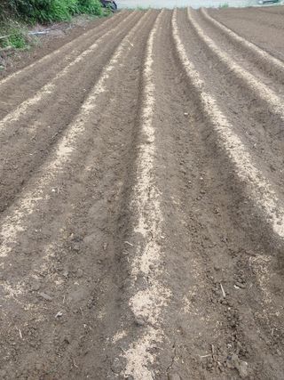 마늘9901님의 배추 · 파종•정식 작성글 사진