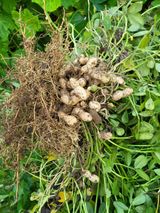 팜모닝 기타작물·자유게시판 게시글 이미지