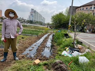김노인님의 옥수수 · 자유게시판 작성글 사진