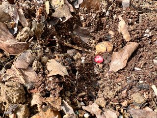 김노인님의 옥수수 · 자유게시판 작성글 사진