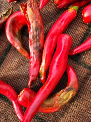 배순녀님의 고추 · 병해충상담 작성글 사진