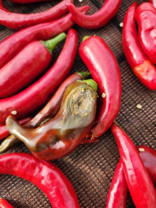 배순녀님의 고추 · 병해충상담 작성글 사진