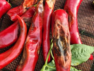 배순녀님의 고추 · 병해충상담 작성글 사진