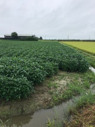 농민님의 콩 · 자유게시판 작성글 사진