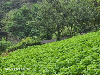 콩5805님의 들깨 · 영농일지 작성글 사진