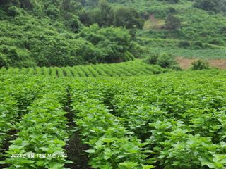 콩5805님의 들깨 · 영농일지 작성글 사진
