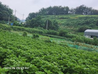 콩5805님의 들깨 · 영농일지 작성글 사진