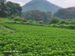 콩5805님의 들깨 · 영농일지 작성글 사진
