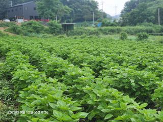 콩5805님의 들깨 · 영농일지 작성글 사진