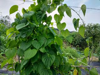 금동이네님의 기타작물 · 자유게시판 작성글 사진