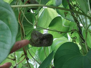 금동이네님의 기타작물 · 자유게시판 작성글 사진