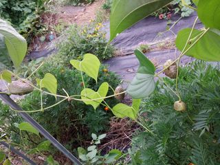 금동이네님의 기타작물 · 자유게시판 작성글 사진