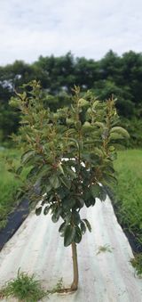 팜모닝 감·병해충상담 게시글 이미지