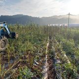 팜모닝 참깨·자유게시판 게시글 이미지