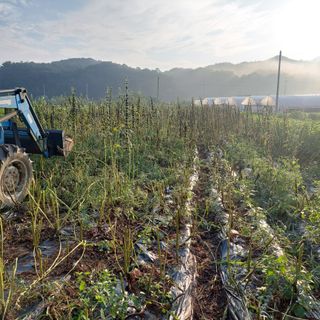 강원도 횡성군님의 참깨 · 자유게시판 작성글 사진