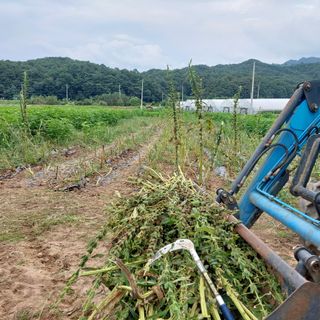 강원도 횡성군님의 참깨 · 자유게시판 작성글 사진