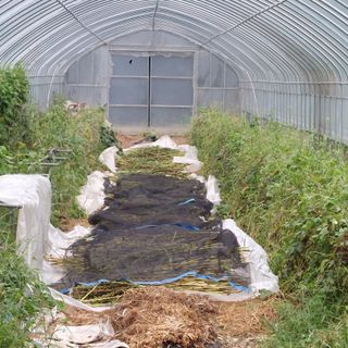 강원도 횡성군님의 참깨 · 자유게시판 작성글 사진