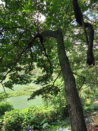 안창영님의 기타작물 · 영농일지 작성글 사진