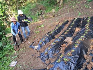 안창영님의 기타작물 · 영농일지 작성글 사진