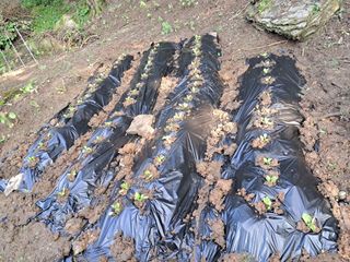 안창영님의 기타작물 · 영농일지 작성글 사진