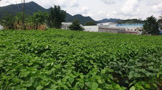 박영선님의 콩 · 자유게시판 작성글 사진