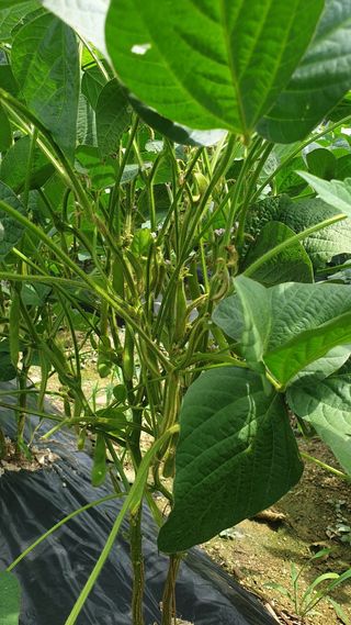 박영선님의 콩 · 자유게시판 작성글 사진