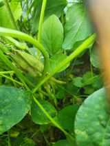 팜모닝 콩·영농일지 게시글 이미지