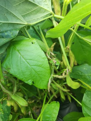 HYUN님의 콩 · 영농일지 작성글 사진