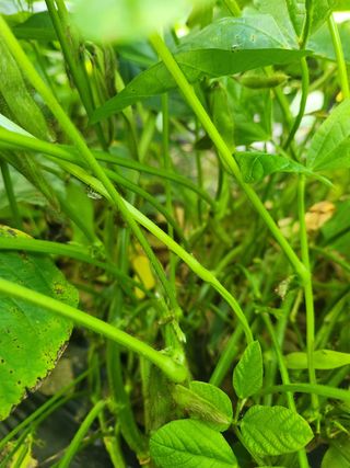 HYUN님의 콩 · 영농일지 작성글 사진